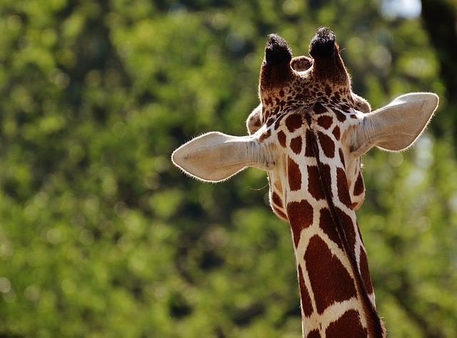 hlava žirafy